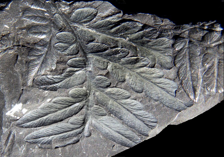 Mariopteris sauveurii